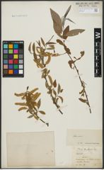 Foto von Salix alba L.